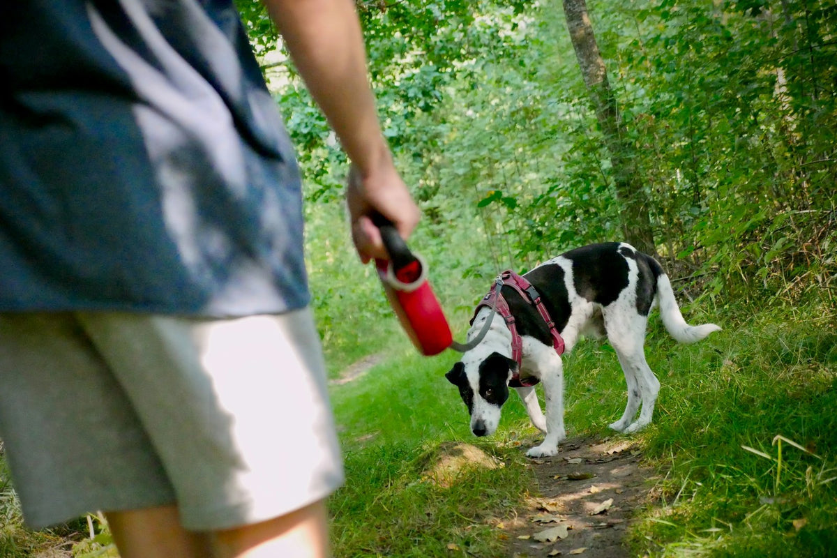 A hand holding a lead clipped to a dog walking on a path