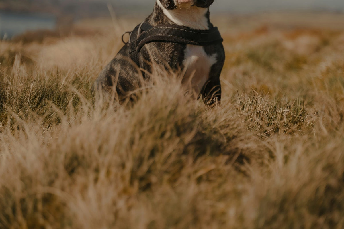 A dog resting outdoors in muted daylight
