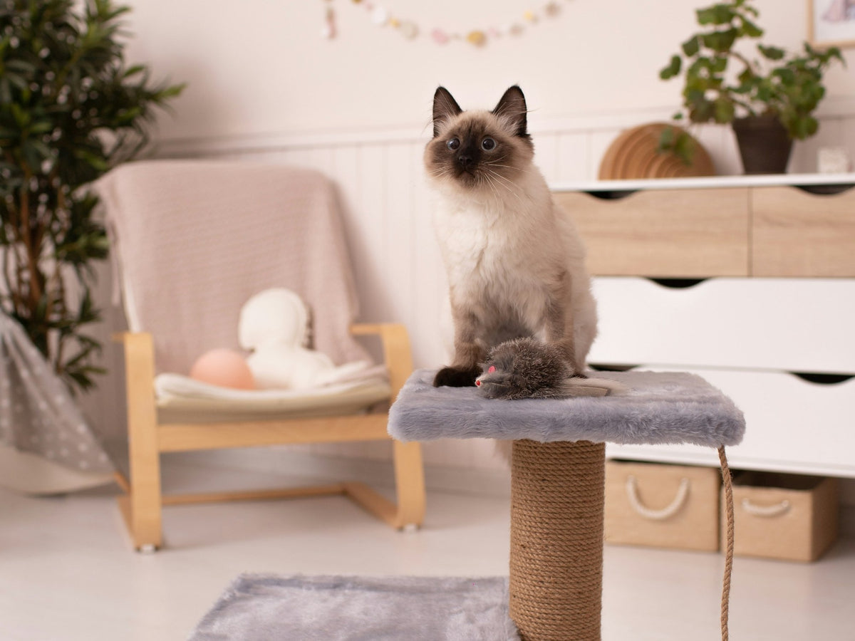 Cat Scratchers at Elevyt