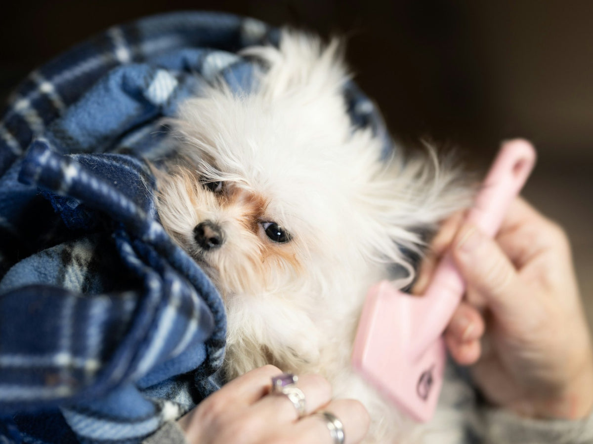 Grooming & Coat Care at Elevyt