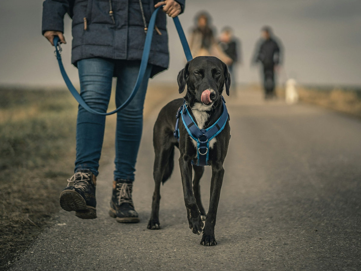 Harnesses & Walking at Elevyt