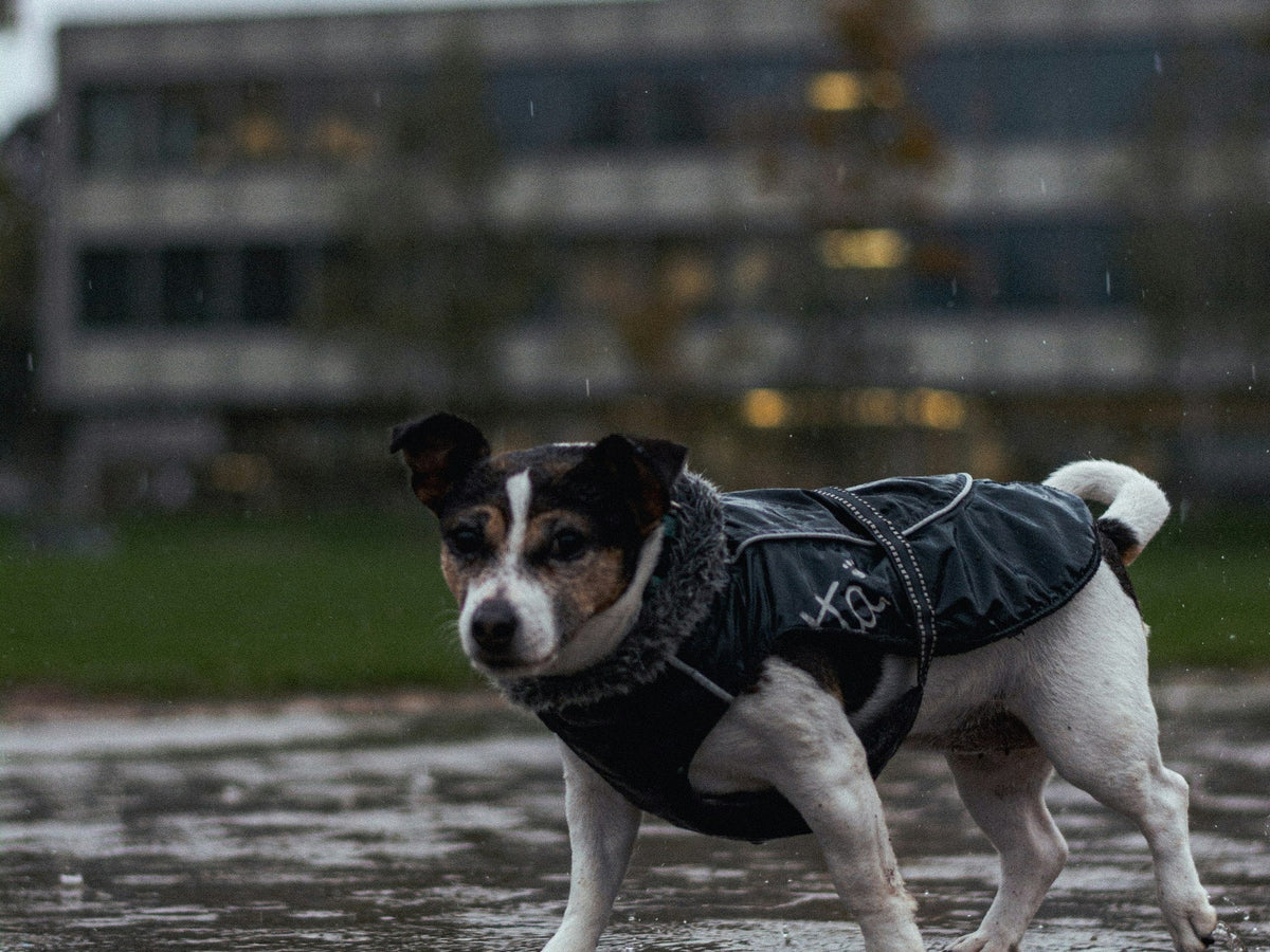 Rainwear & Coats at Elevyt